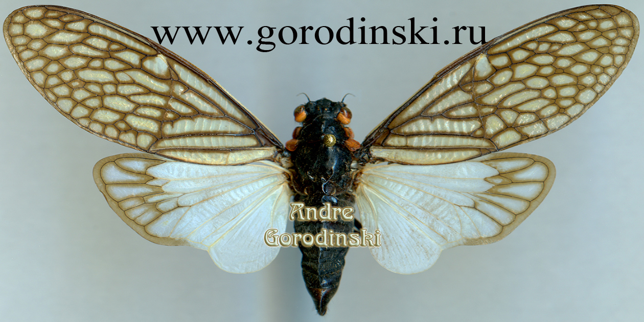 http://www.gorodinski.ru/insects/Talainga binghami.jpg